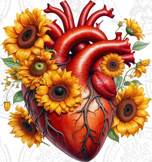 Anatomical Heart 13