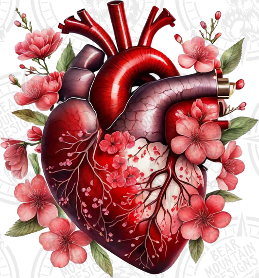 Anatomical Heart 14