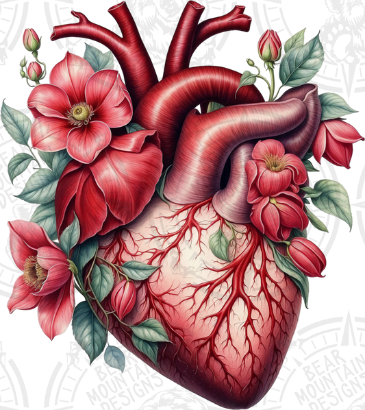 Anatomical Heart 16