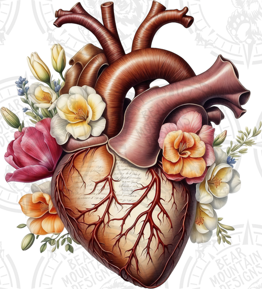 Anatomical Heart 17