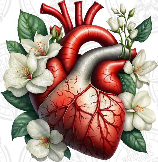 Anatomical Heart 18