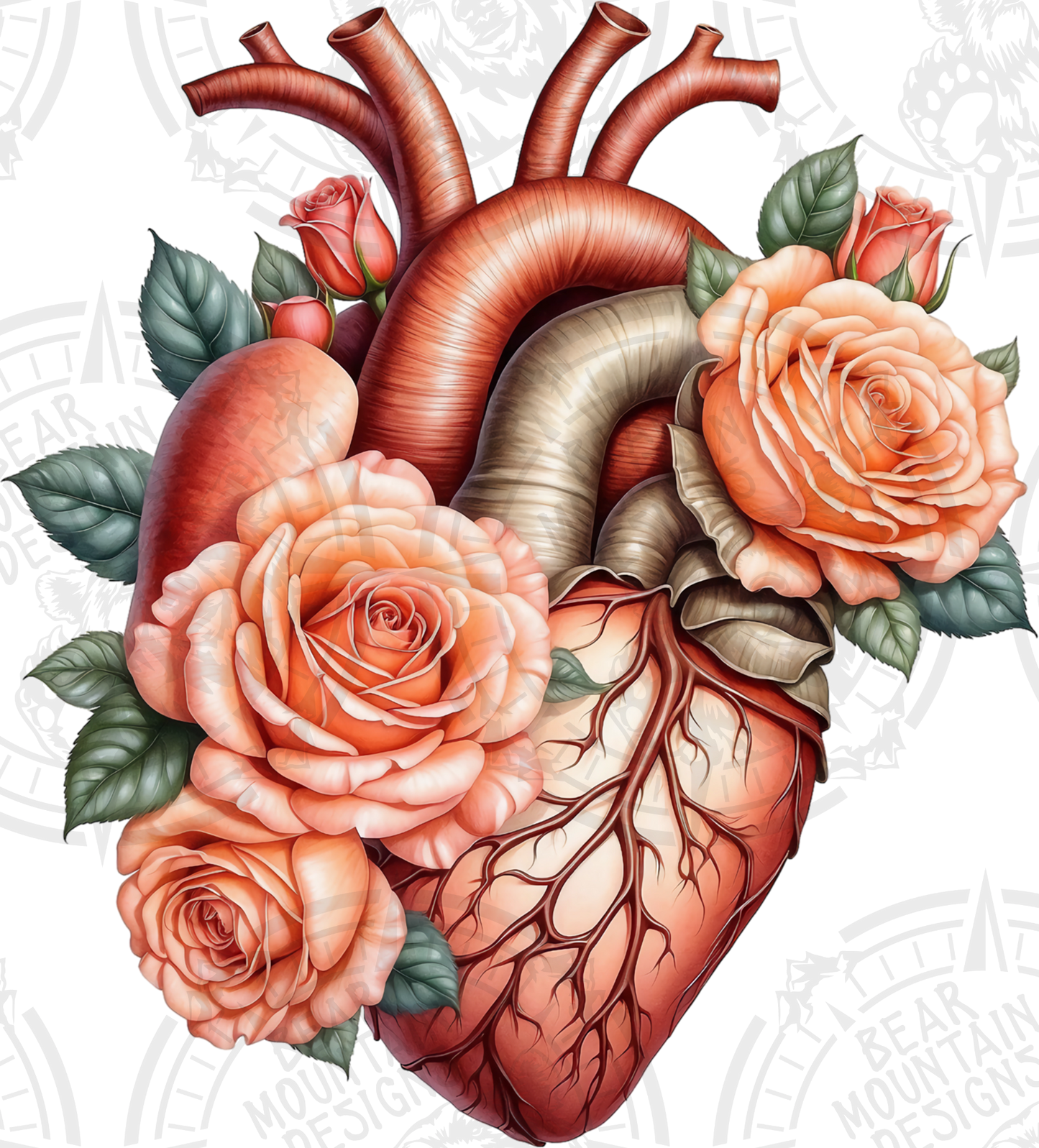 Anatomical Heart 4