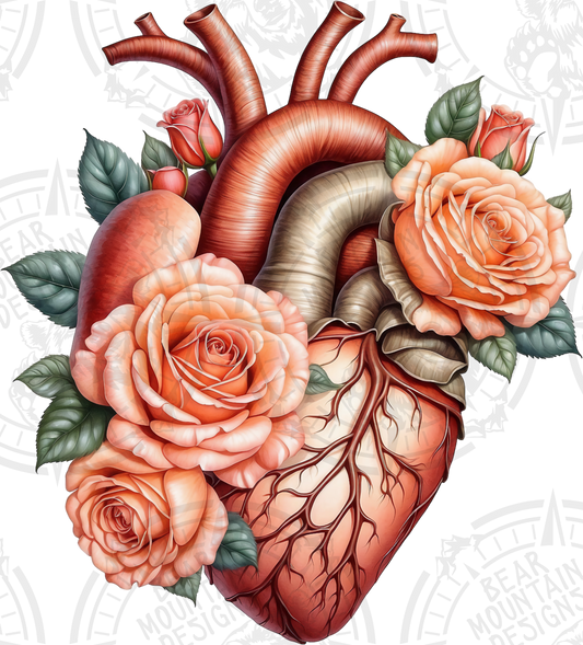 Anatomical Heart 4