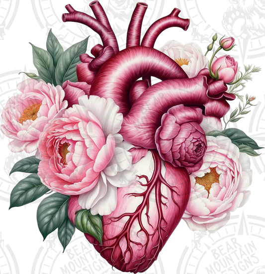 Anatomical Heart 8